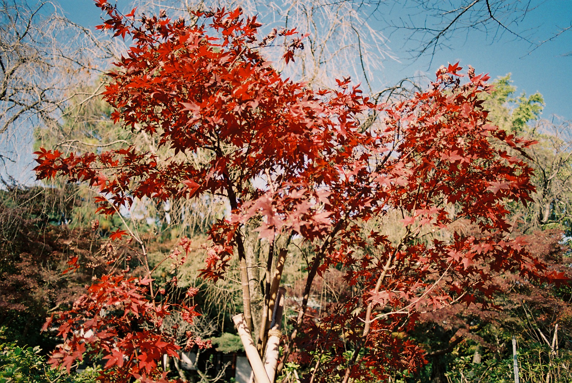 AUTO-W 28/2.8とFUJIFLM PRO400