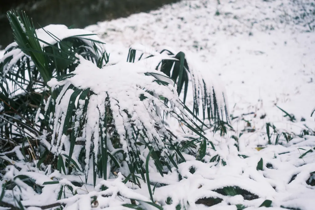 草に積もる雪