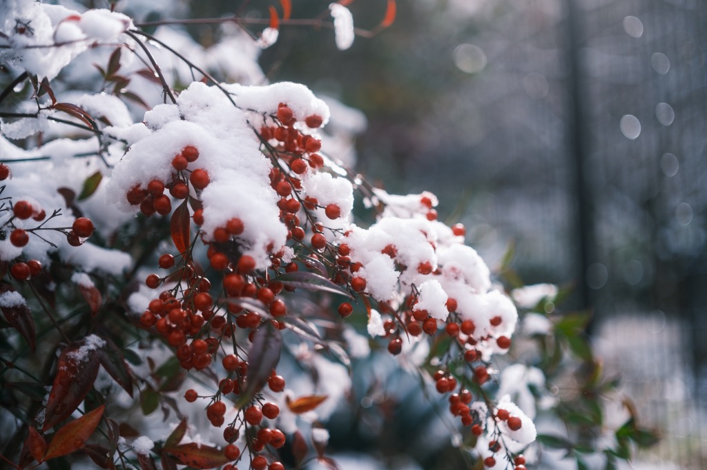 雪の積もった南天