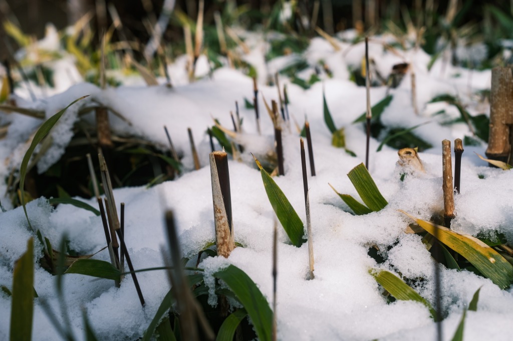 雪が積もった竹？