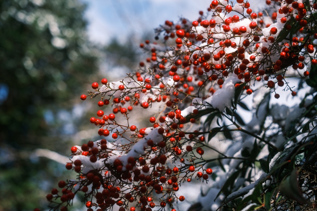 雪の積もった南天