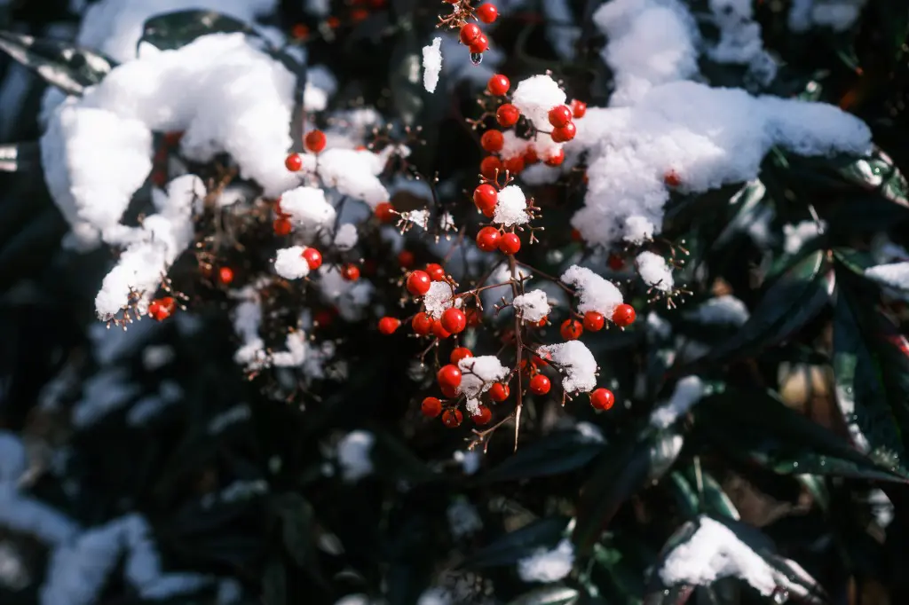 雪の積もった南天