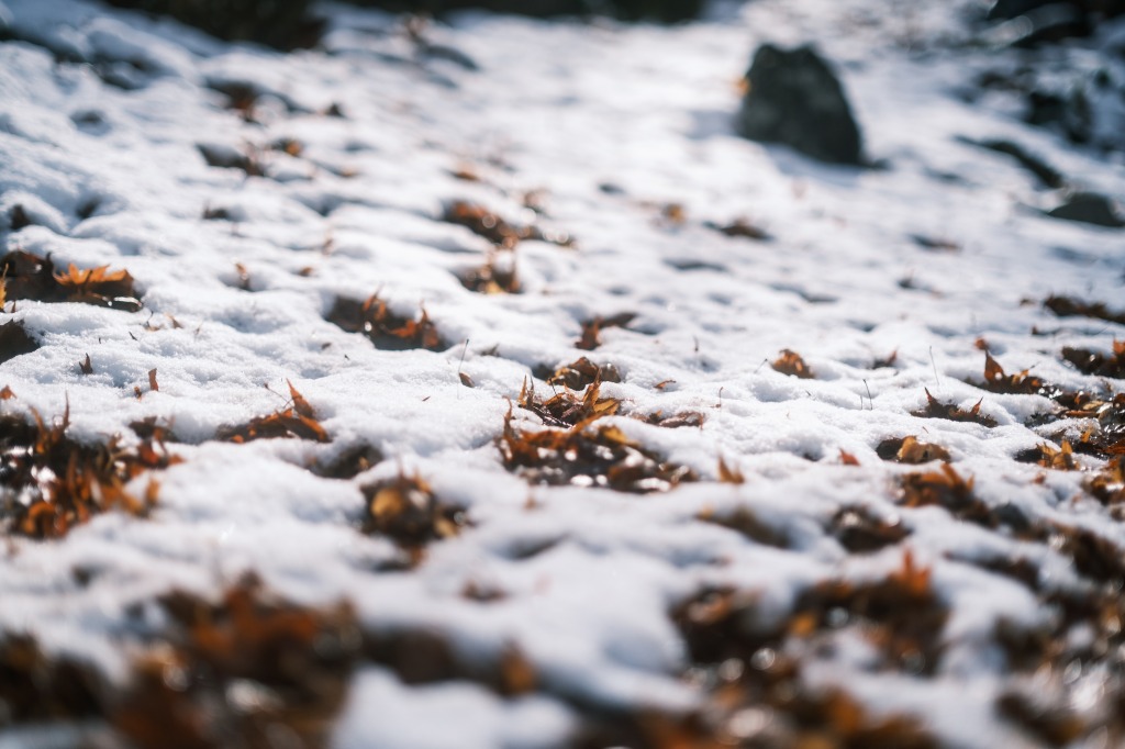 八瀬もみじの小径の雪