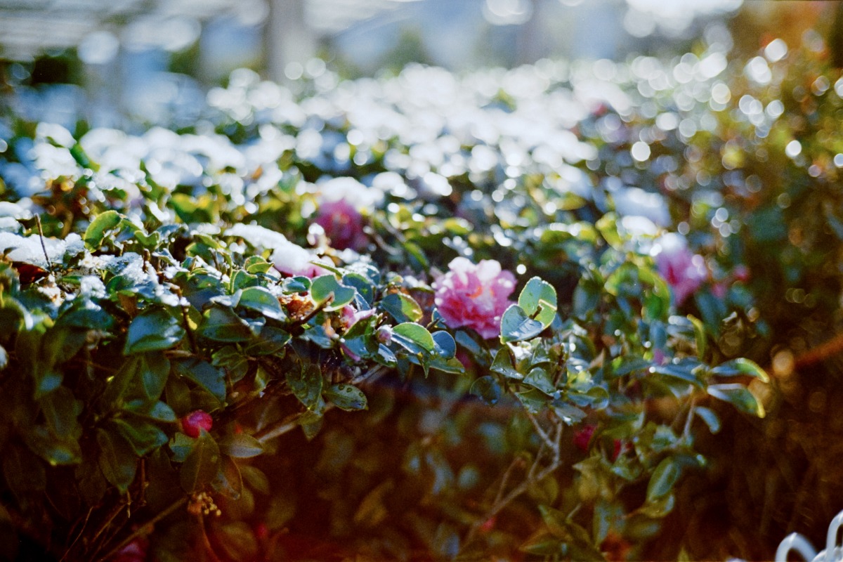 Leitz Minolta CL + NOKTON classic 40mm F1.4 MC (Kodak Pro Image100)　逆光でゴーストの発生