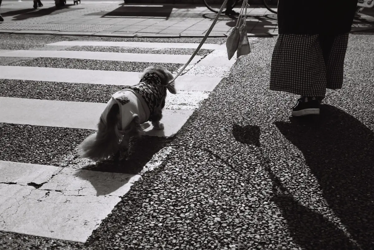 Leitz Minolta CL + NOKTON classic 40mm F1.4 MC (ILFORD DELTA 100 )　ダックスフンド