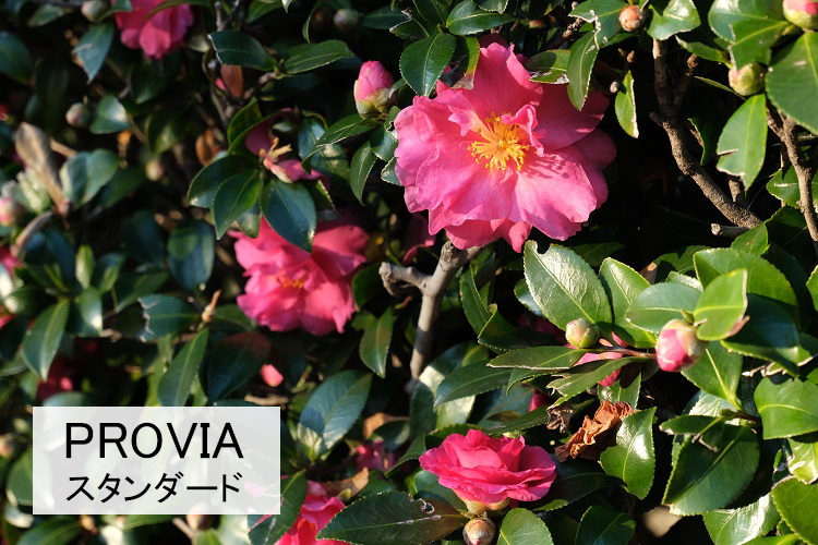 PROVIAスタンダード