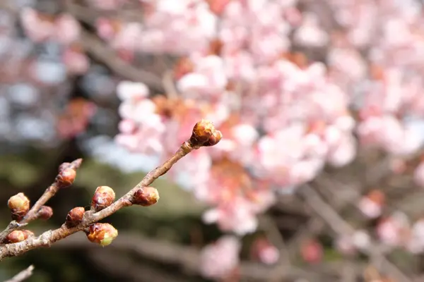 XC16-50mmF3.5-5.6 OIS Ⅱ