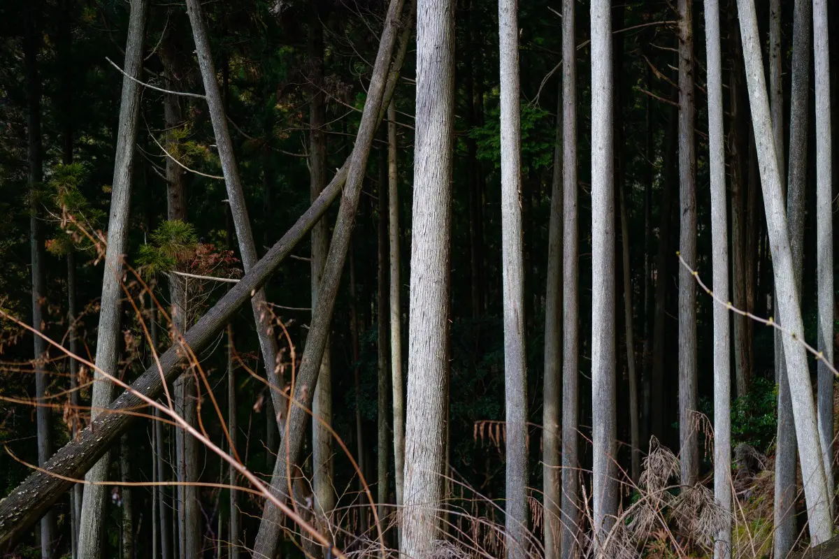 フォレストグリーン　日陰での緑　SIGMA fp + 45mm F2.8