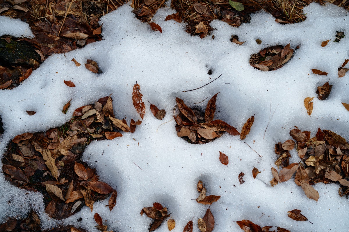 雪と落ち葉　SIGMA fp + 45mm F2.8