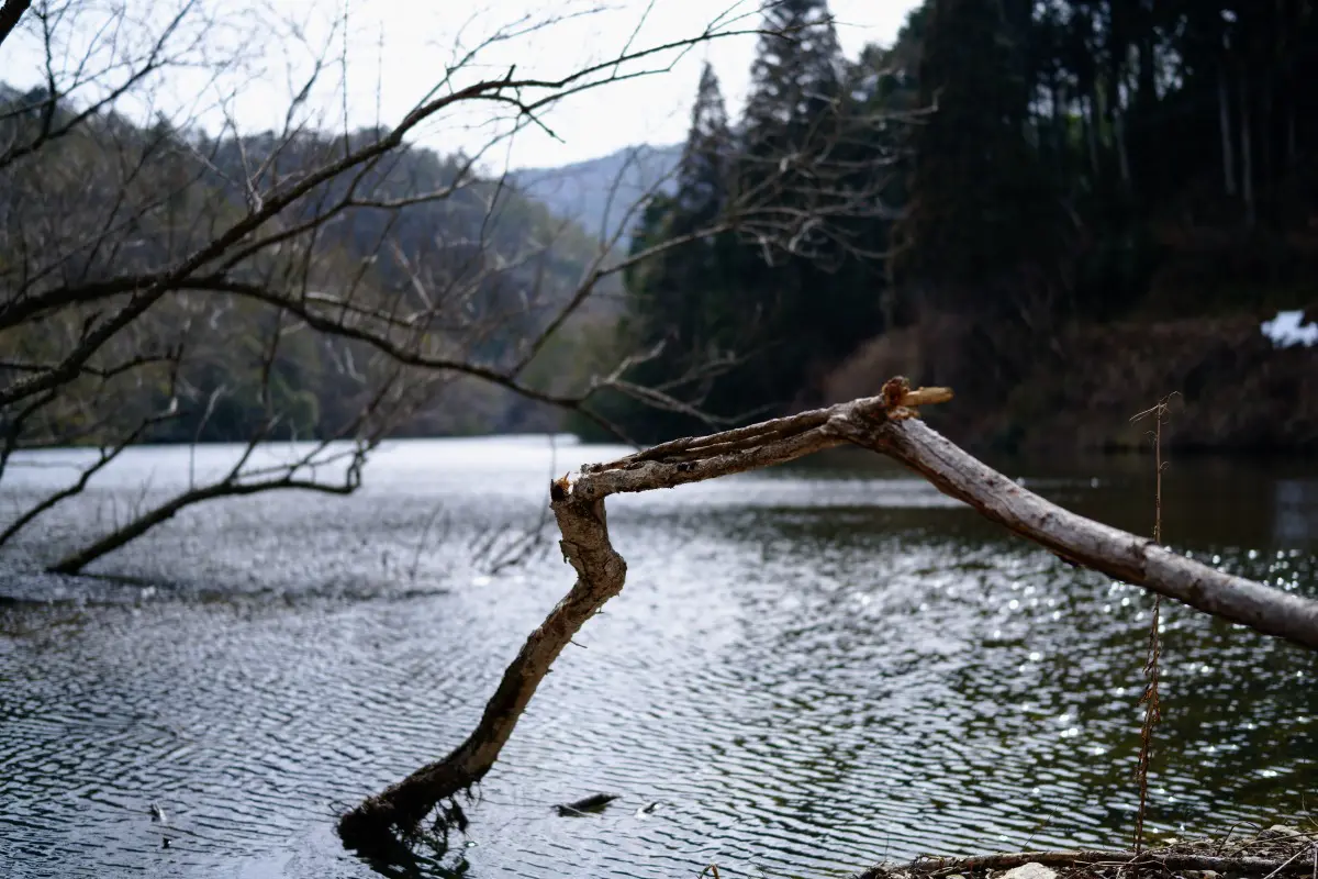 開放撮影のボケも綺麗　SIGMA fp + 45mm F2.8