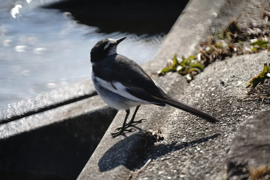 SZ 500mm F8 Reflex MF  作例　野鳥