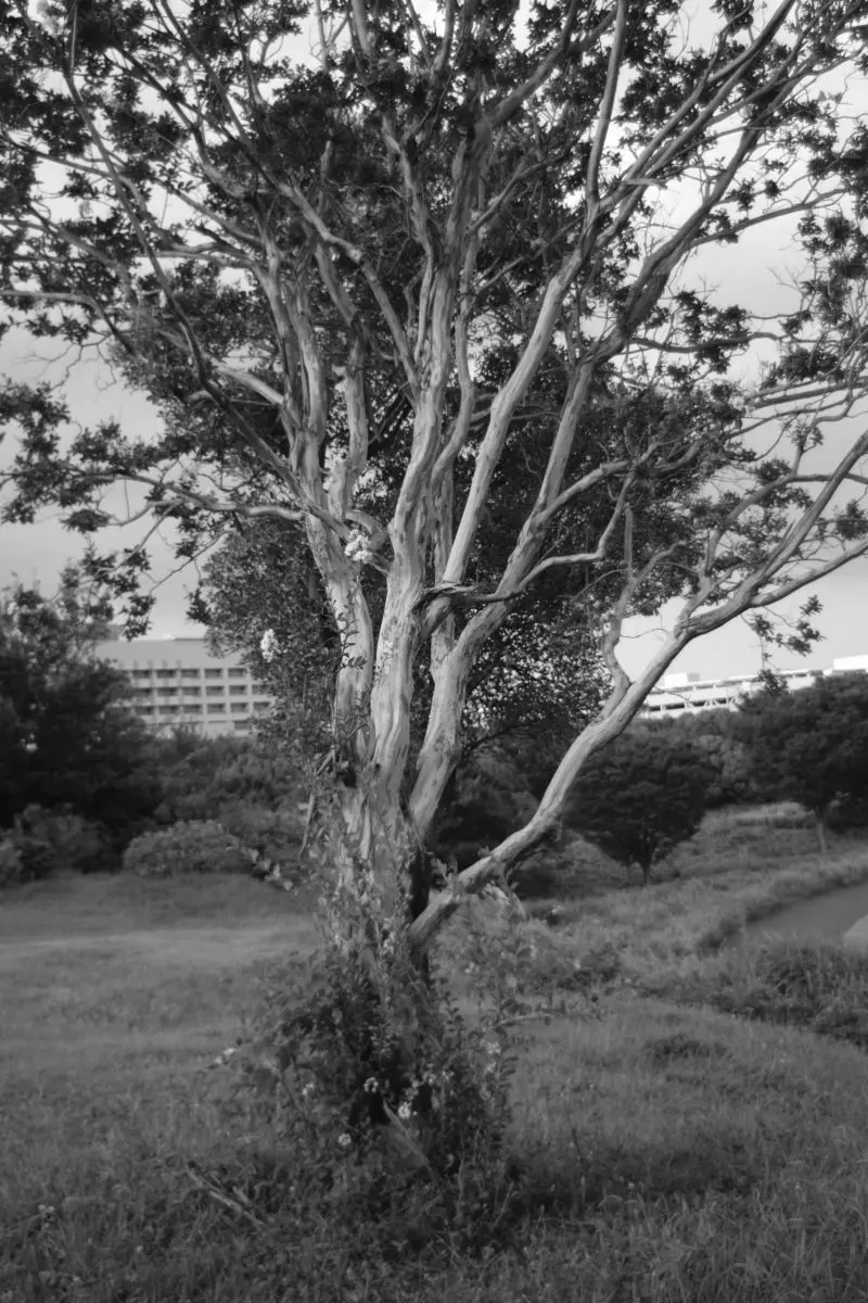 フィルムシミュレーション ACROS 作例