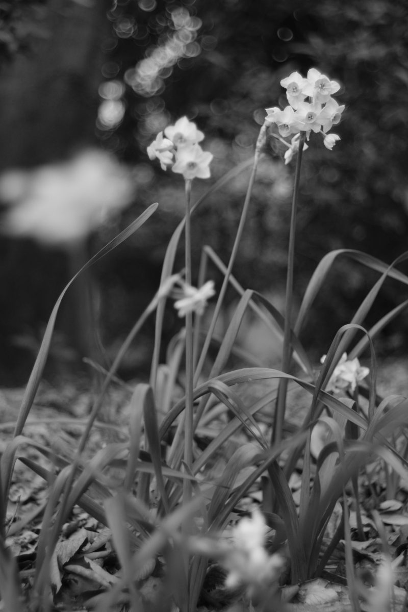 フィルムシミュレーション ACROS 作例