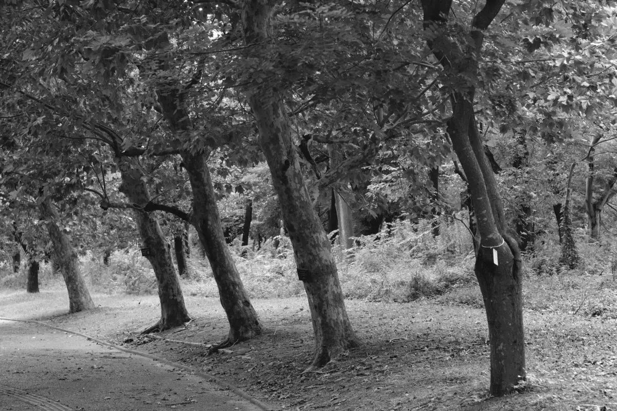 フィルムシミュレーション ACROS 作例