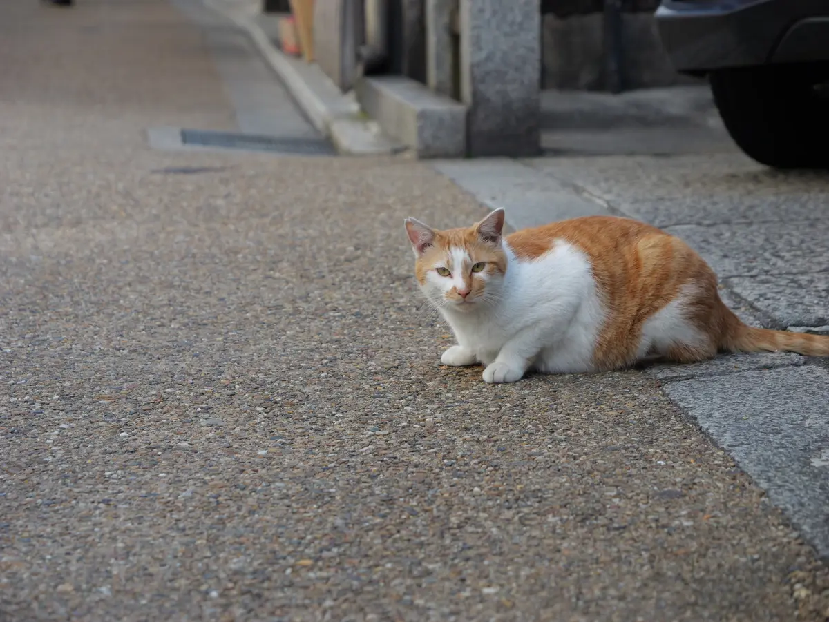 猫　オートフォーカスが快適
