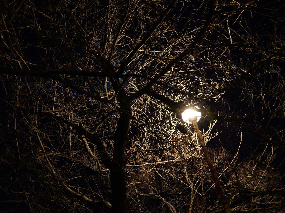手ぶれ補正で夜の木を少し絞って撮る
