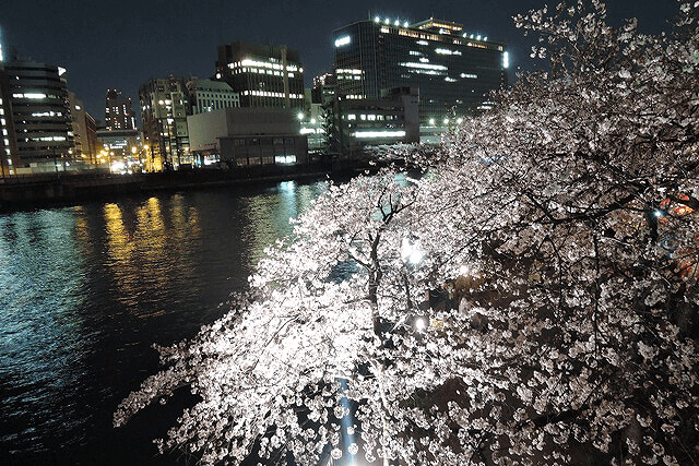 大阪の造幣局【桜通り抜け】入口は南門です。