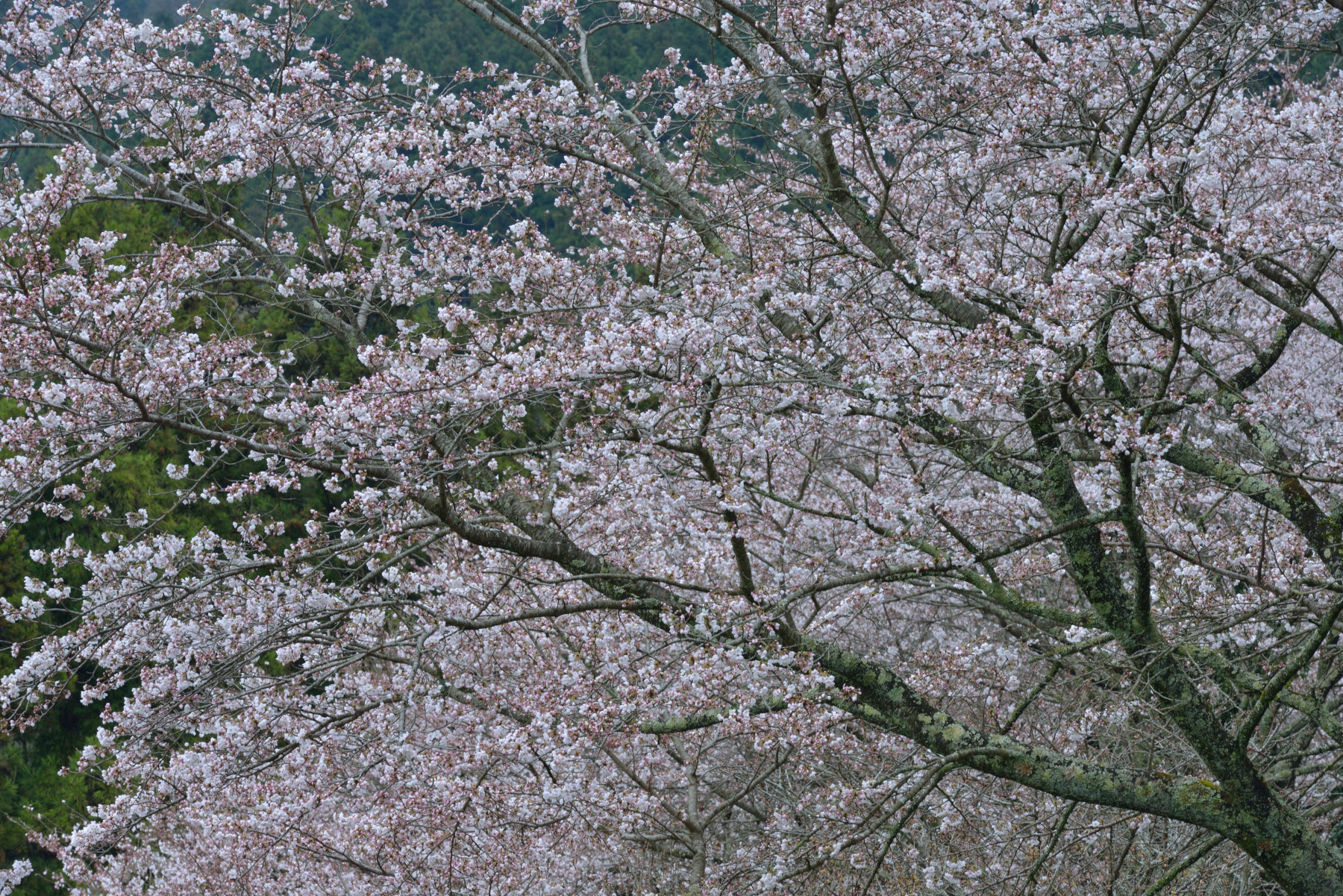 又兵衛桜 作例