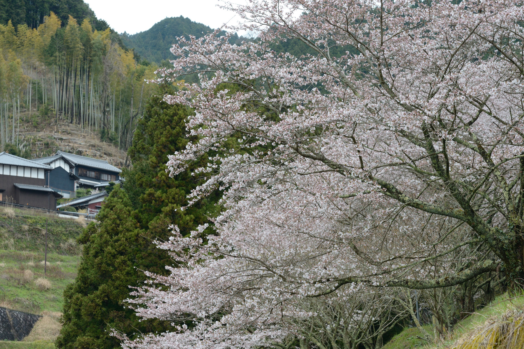 宇陀市 桜