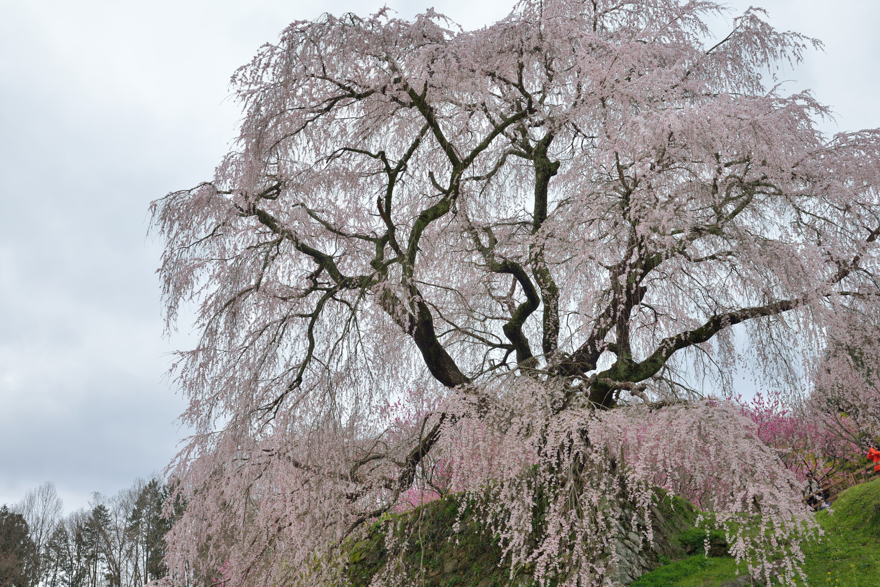 又兵衛桜 作例