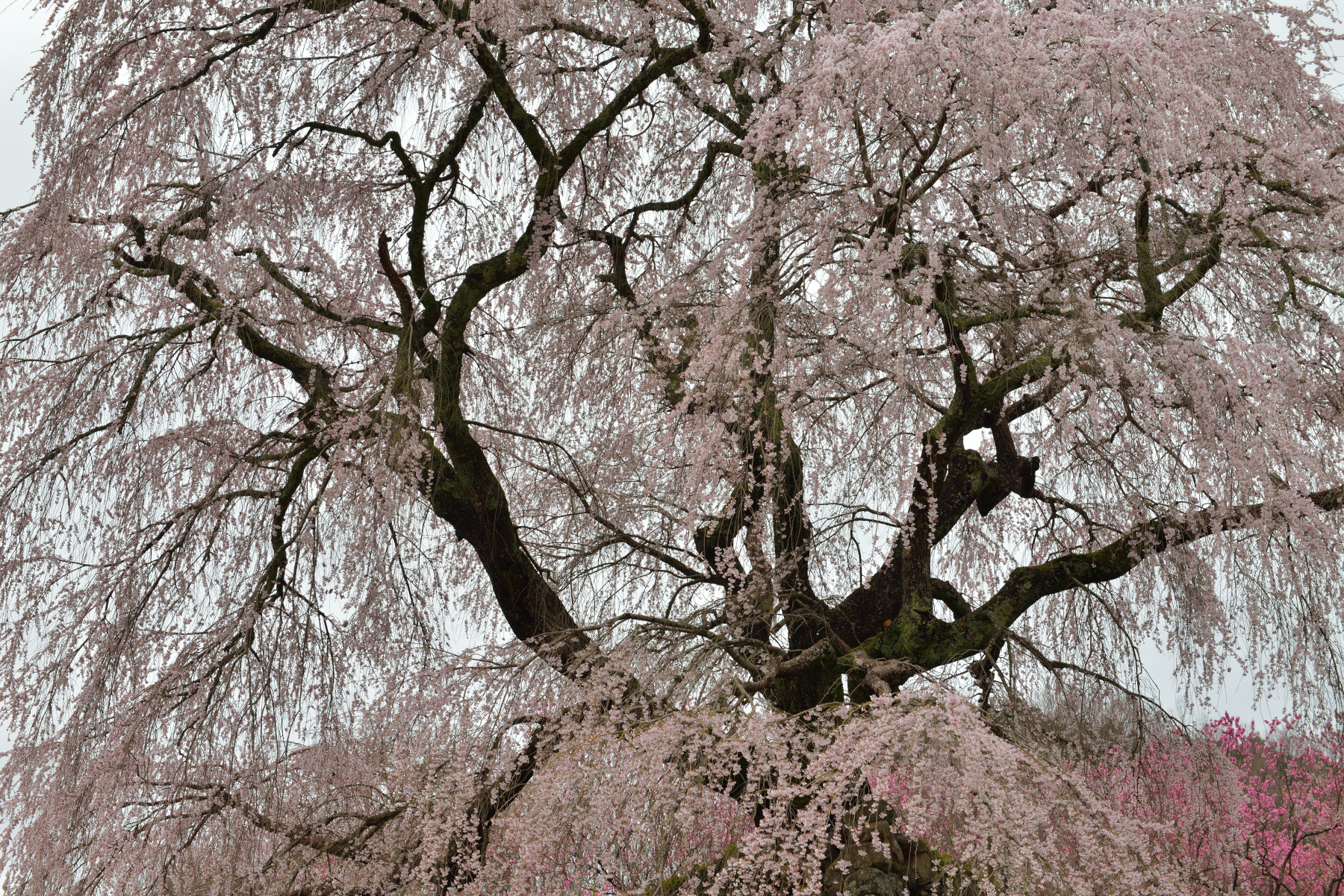 又兵衛桜 作例