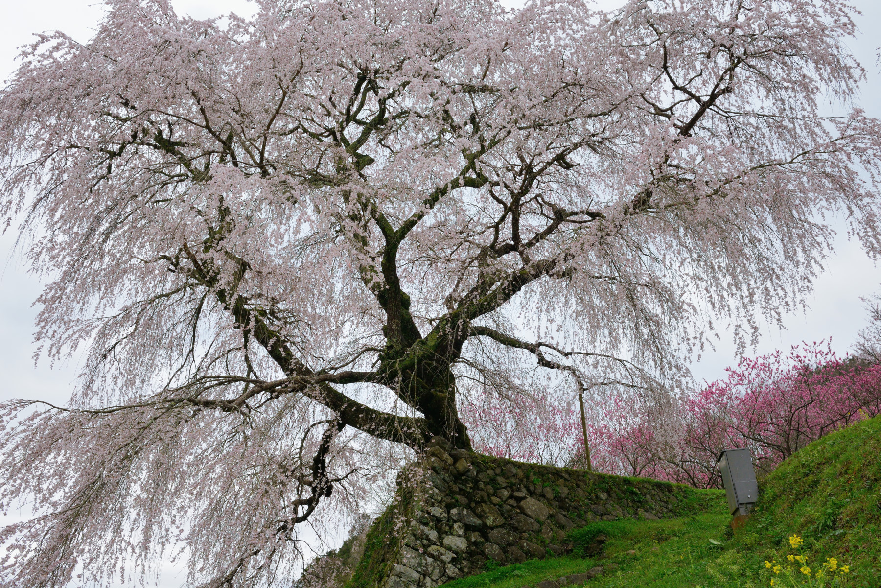 又兵衛桜 作例