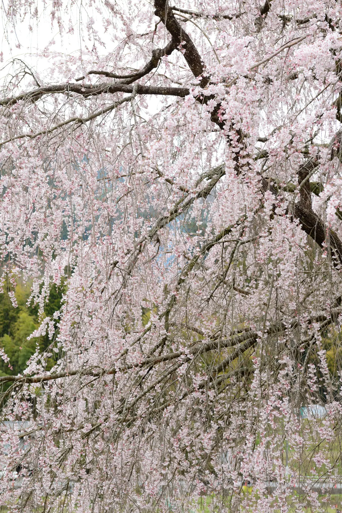 又兵衛桜 作例