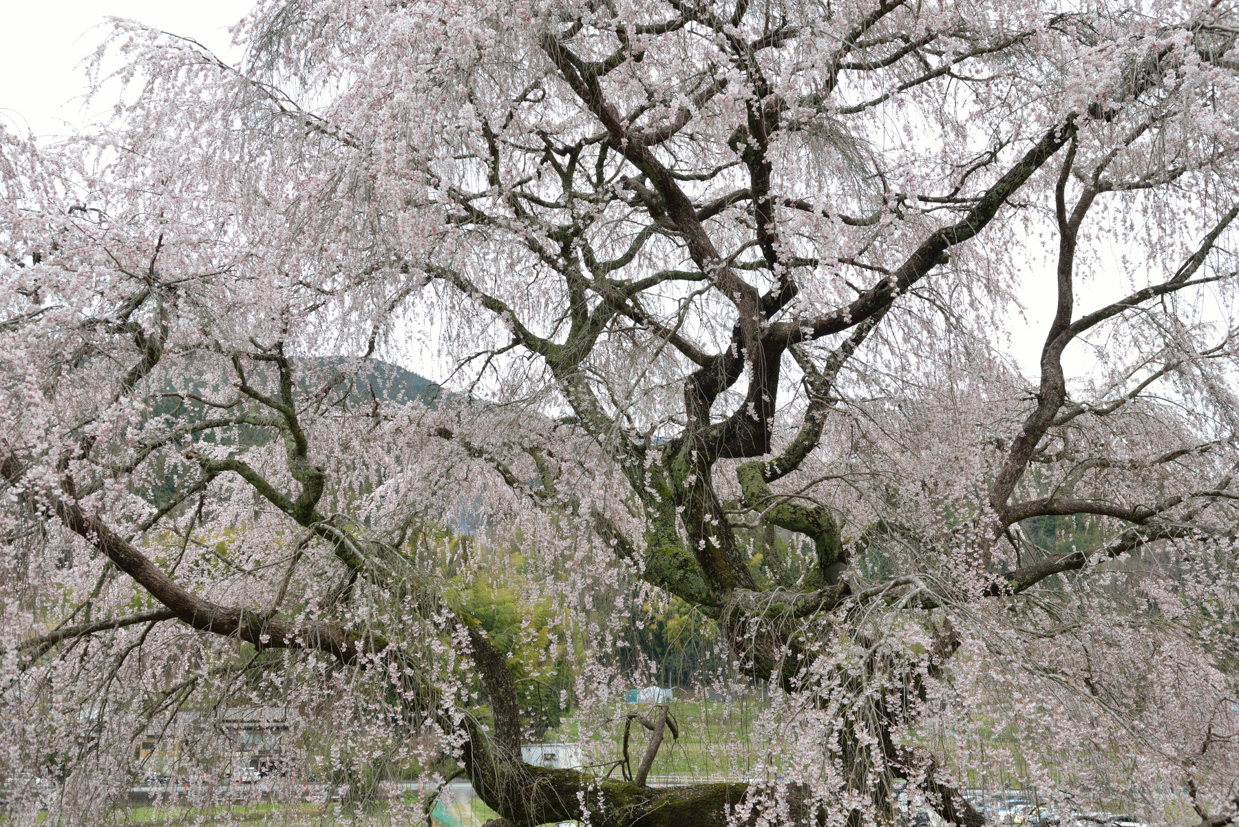 又兵衛桜 作例