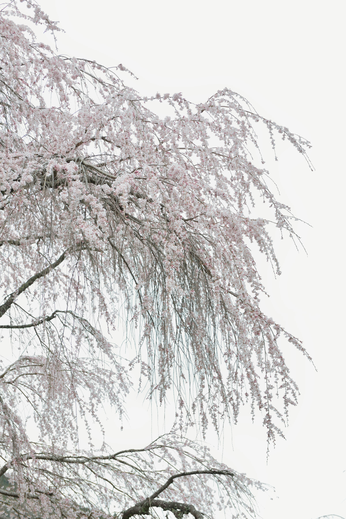 又兵衛桜 作例