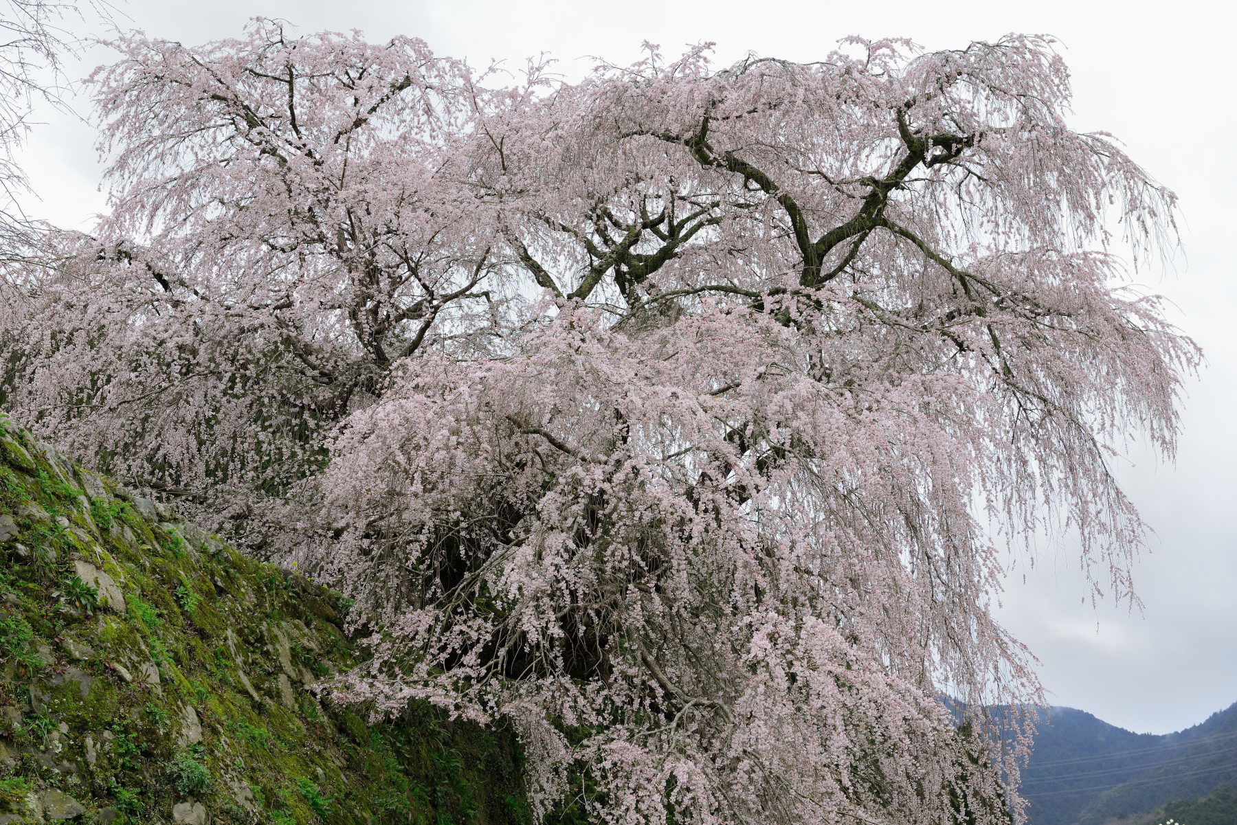 又兵衛桜 作例