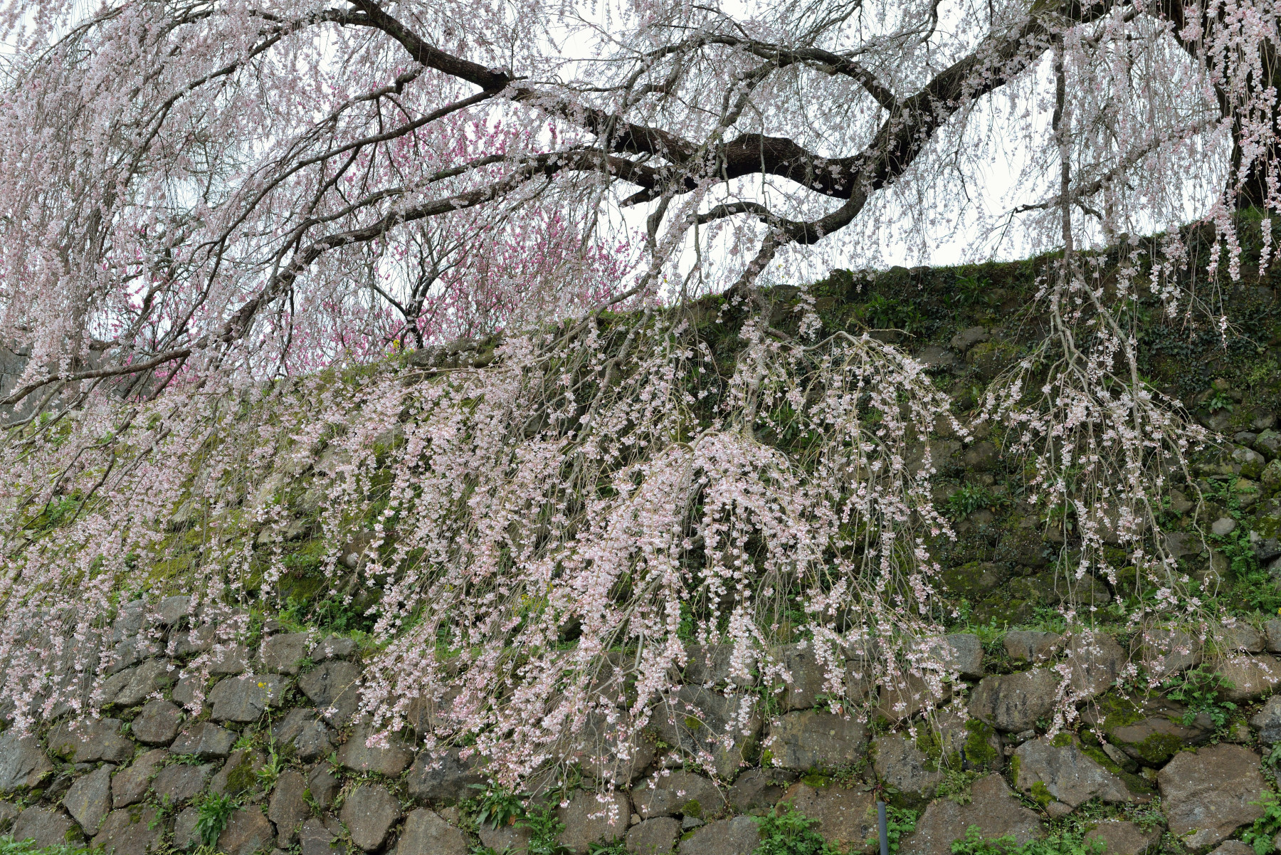 又兵衛桜 作例