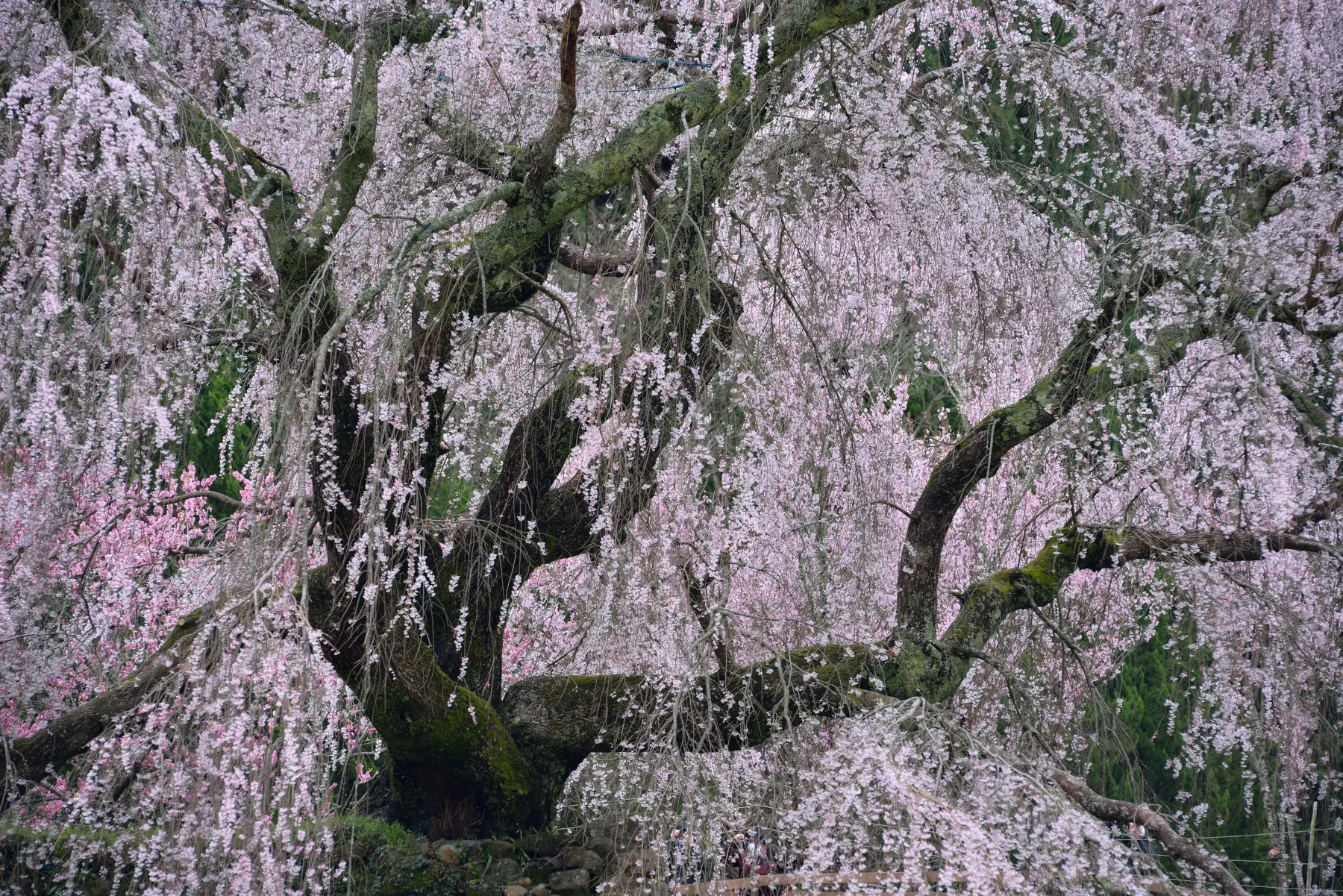 又兵衛桜 作例