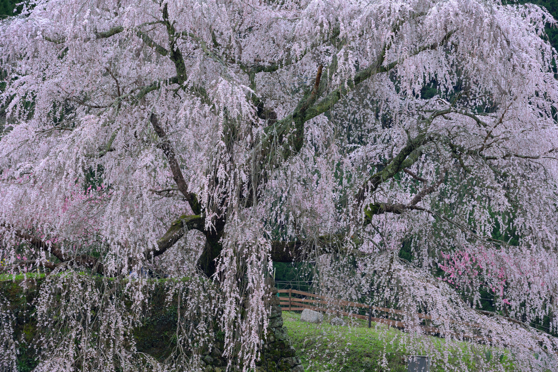 又兵衛桜 作例