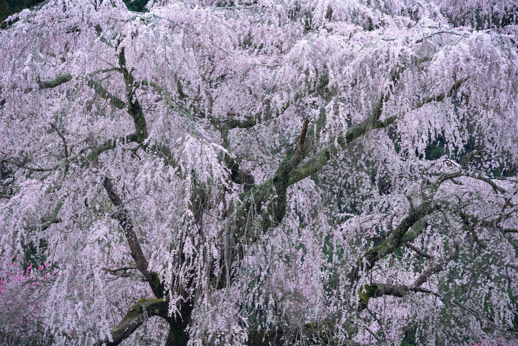 又兵衛桜 作例