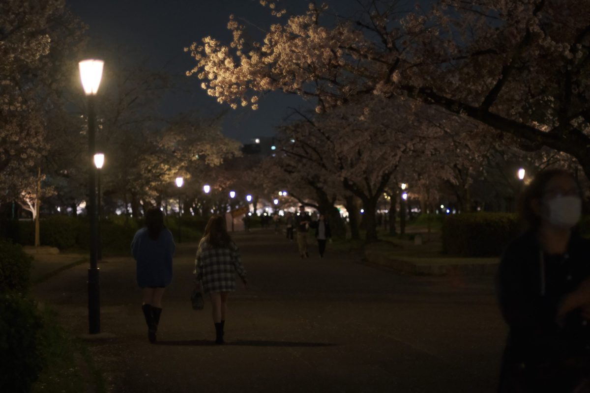 夜桜 作例