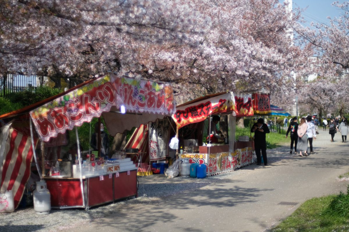 大川沿い 桜並木