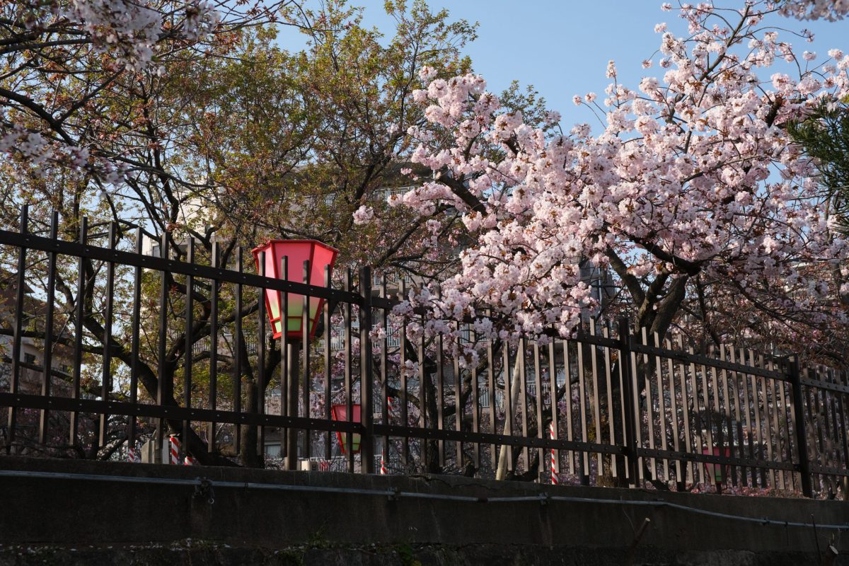 造幣局 桜