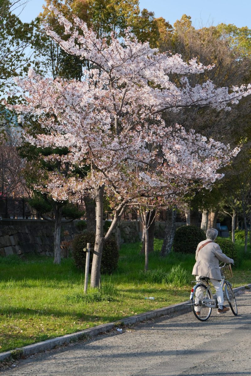 桜並木 スナップ