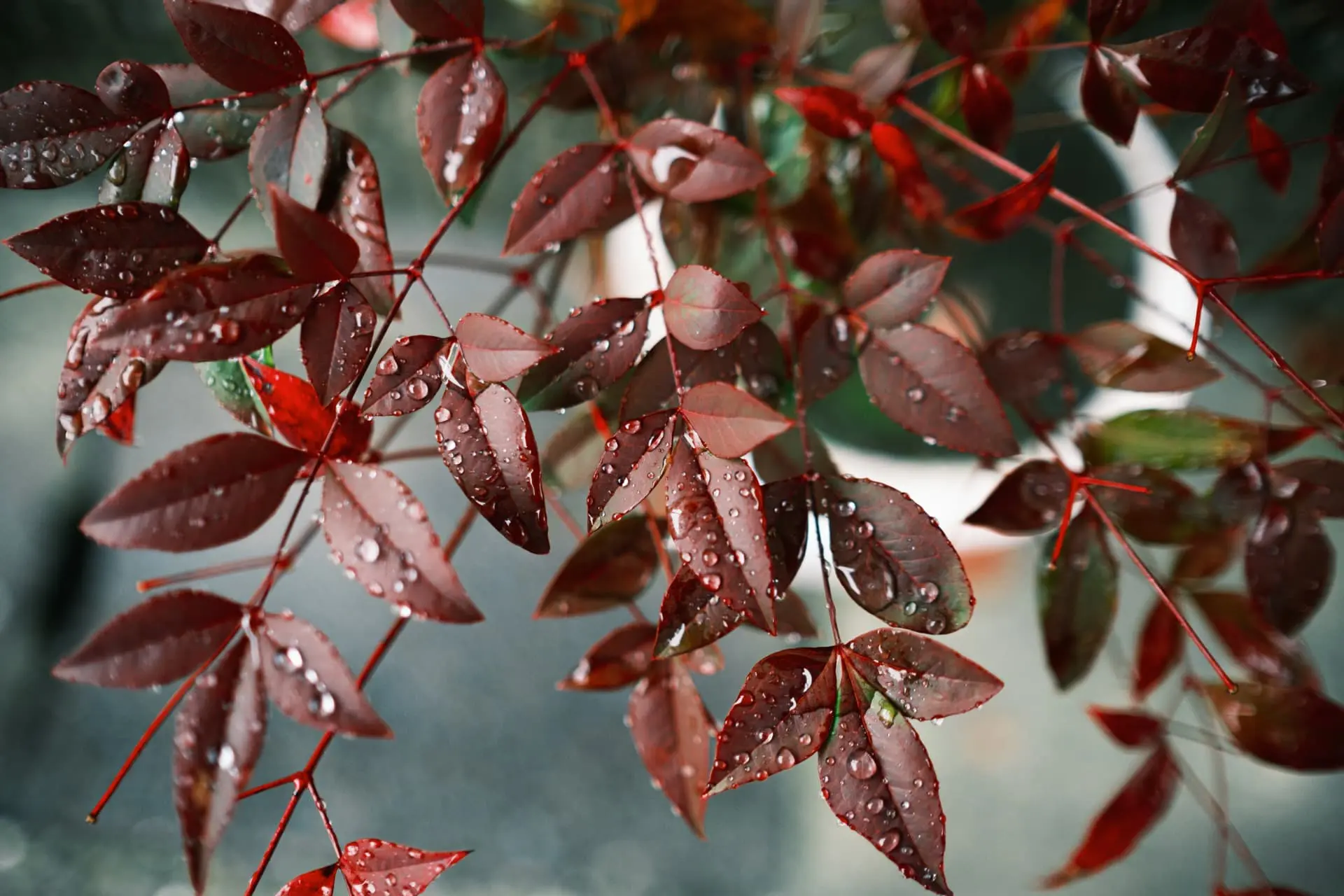 雨の日は花や葉に水滴がつき、みずみずしさが生まれます。