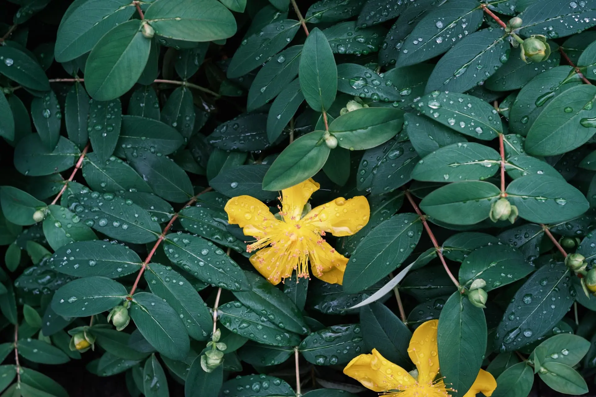 雨が降ると植物がみずみずしくなる