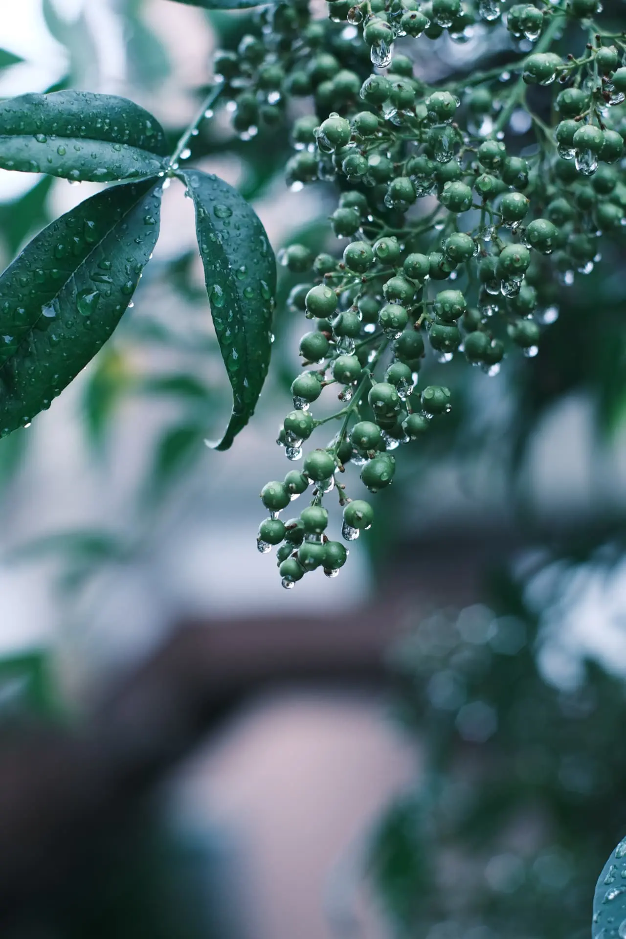 南天に雨粒がついた