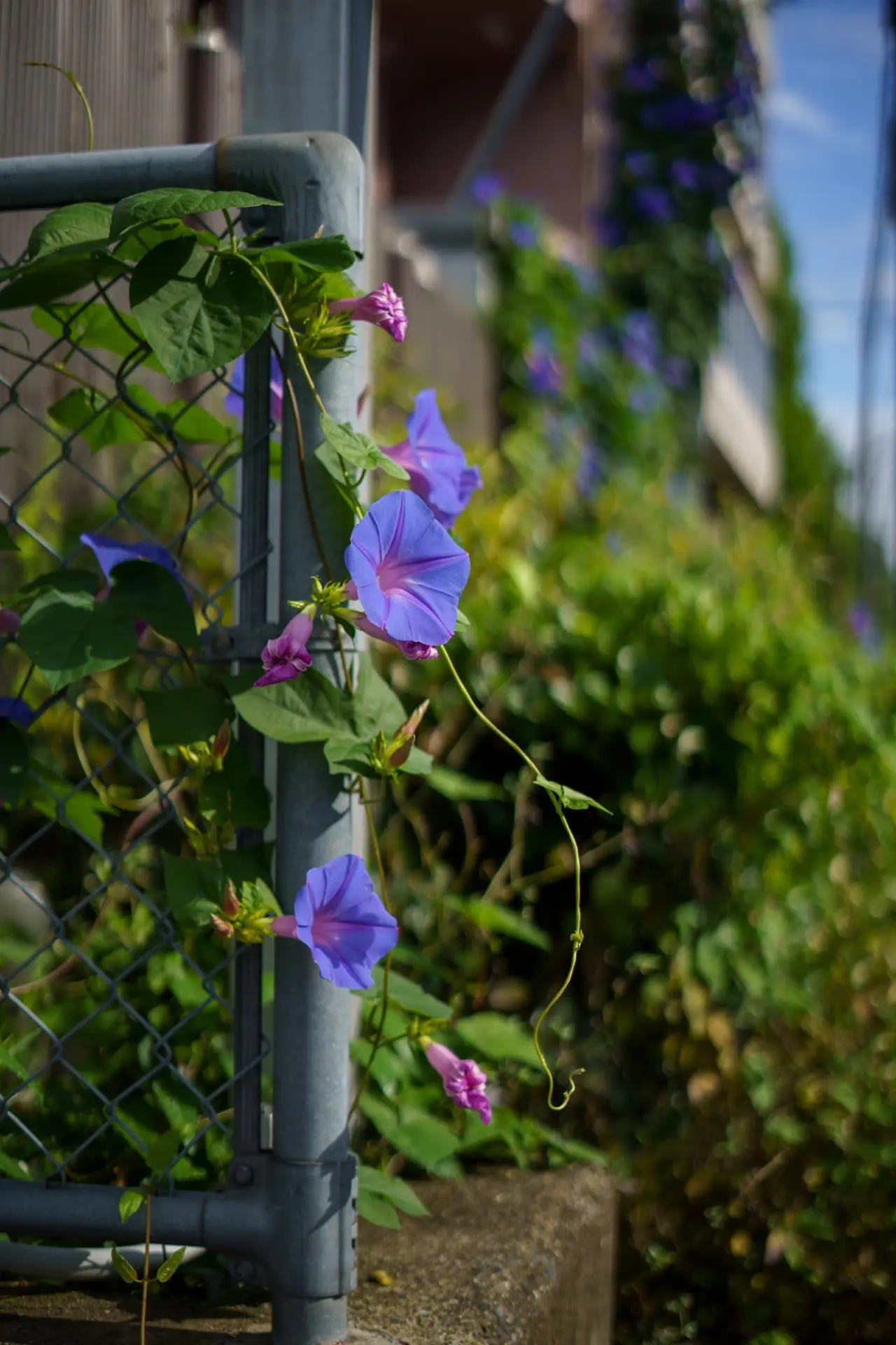 ZEISS Loxia 2/50作例 アサガオ ボケが少しざわついた例