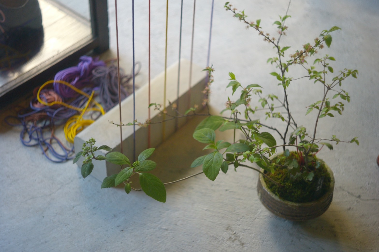 観葉植物