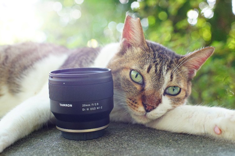 驚くほど寄れるレンズ「タムロン20mm F/2.8 Di III OSD M1:2」 猫撮影