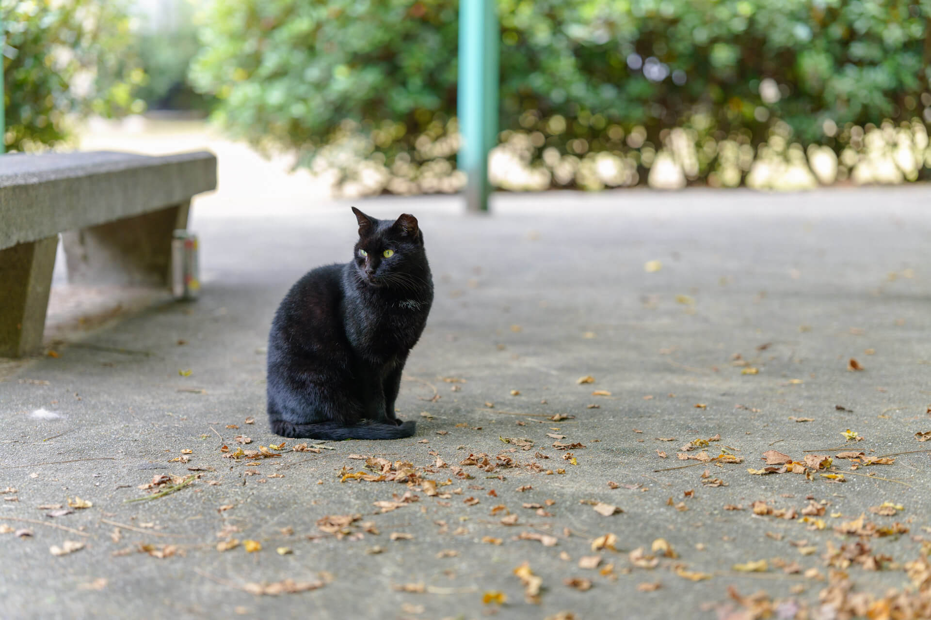 SIGMA 65mm F2 DG DN Contemporary　猫ポートレート