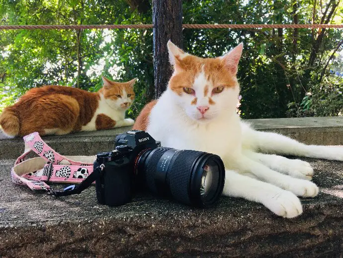 人気の衰えないタムロン28-75mm F2.8 Di III VXD G2 レビュー