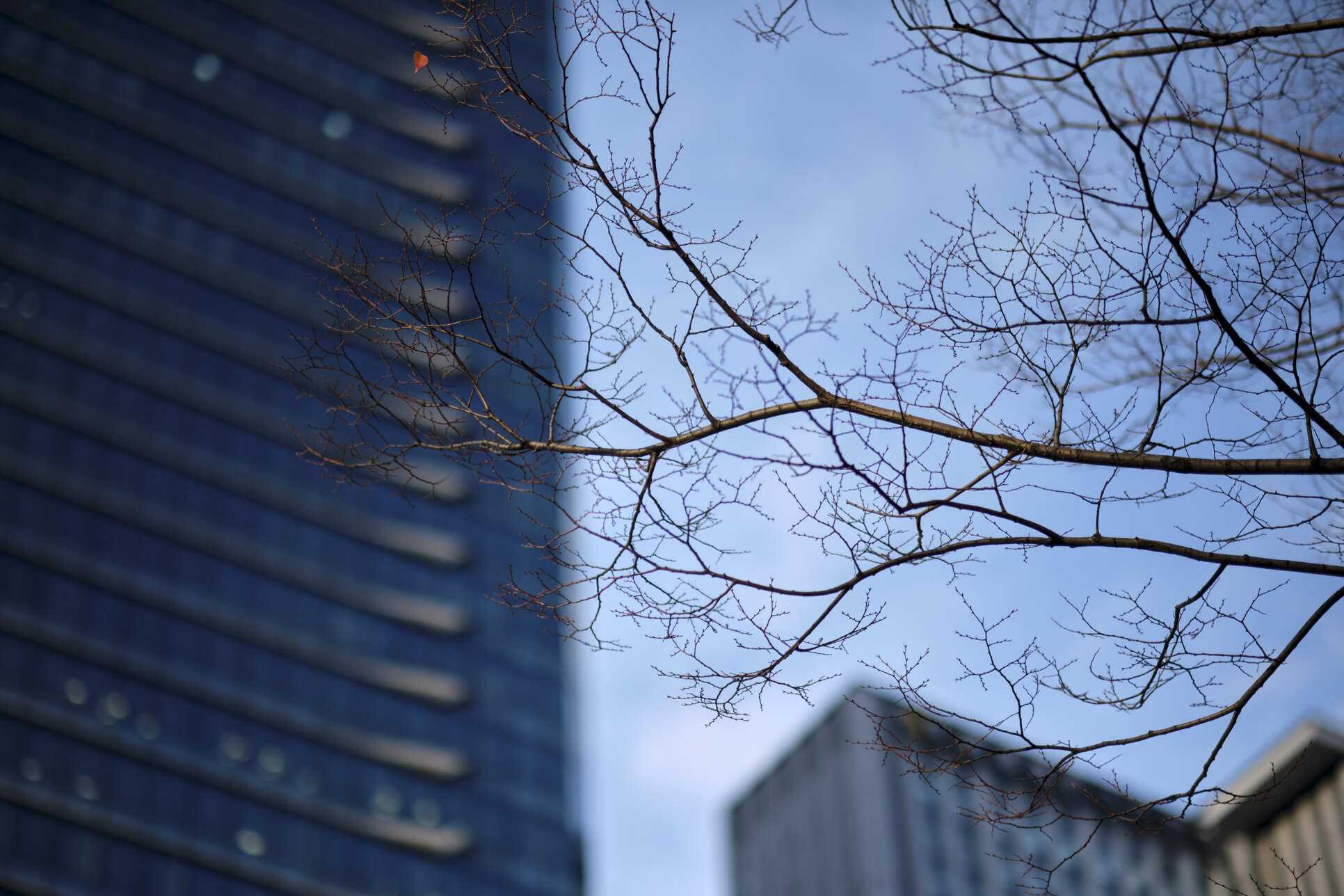 FUJIFILM X-T5　XF56mmF1.2 Rでの作例　開放からピント部の解像感がアップ