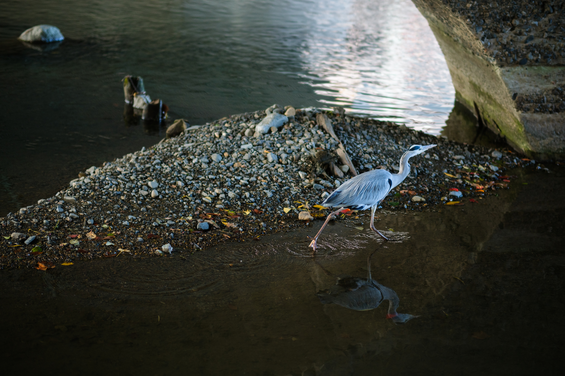 FUJIFILM X-T5 被写体検出オートフォーカス（鳥）