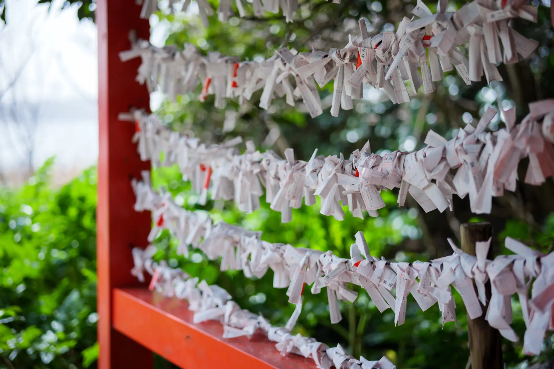 LUMIX S5II + LUMIX S 50mm F1.8 , 1/10000 , F1.8 , ISO100 , スタンダード