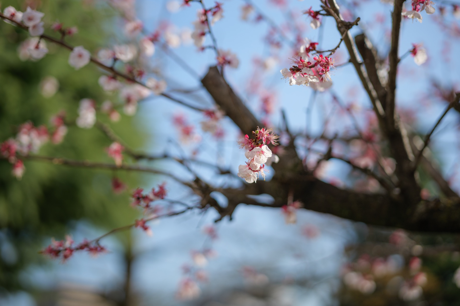 LUMIX S5II + LUMIX S 50mm F1.8 , 1/500 , F1.8 , ISO125 , 人物　ボケのクセのテスト